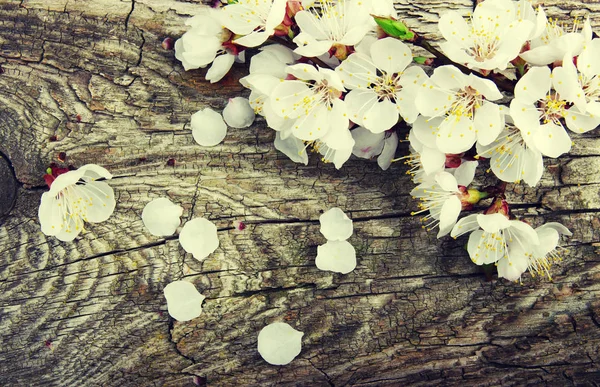 Spring blossoms on wood — Stock Photo, Image