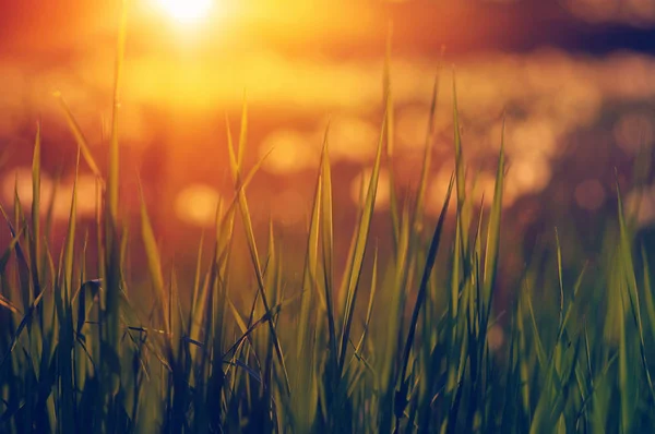 Fondo de hierba verde con haz de sol —  Fotos de Stock