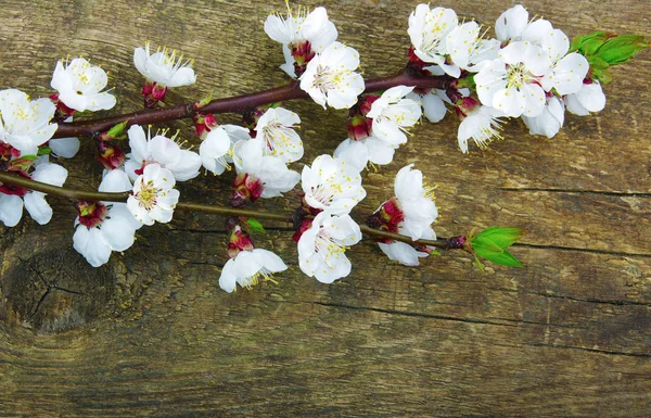 Spring blossoms on wood — Stock Photo, Image