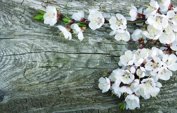 Spring blossoms on wood — Stock Photo, Image