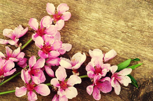 Flores de primavera em madeira — Fotografia de Stock