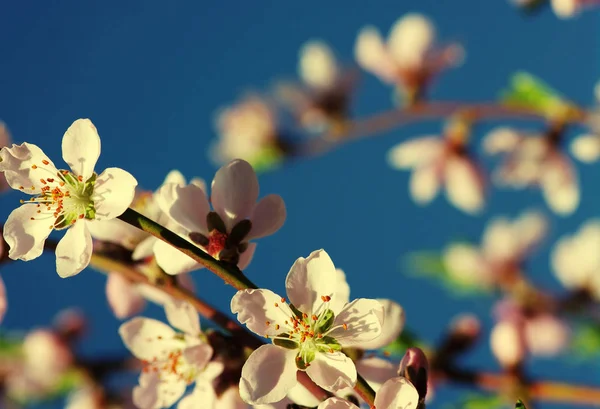 봄 꽃 나무에 — 스톡 사진