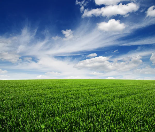 Field and sky Royalty Free Stock Images