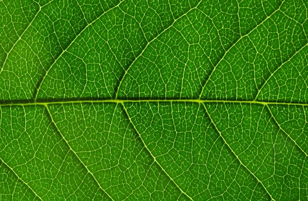 Green leaf texture — Stock Photo, Image