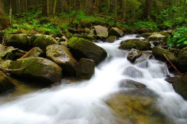 ormandaki nehir dağ 
