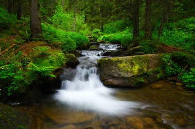 ormandaki nehir dağ 