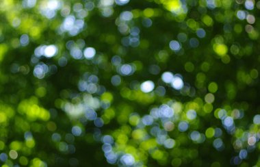 Yeşil bokeh arka plan 