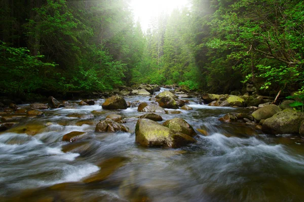 Río de montaña en el bosque — Foto de Stock