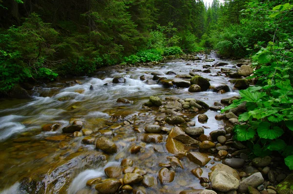 Гірська річка в лісі — стокове фото