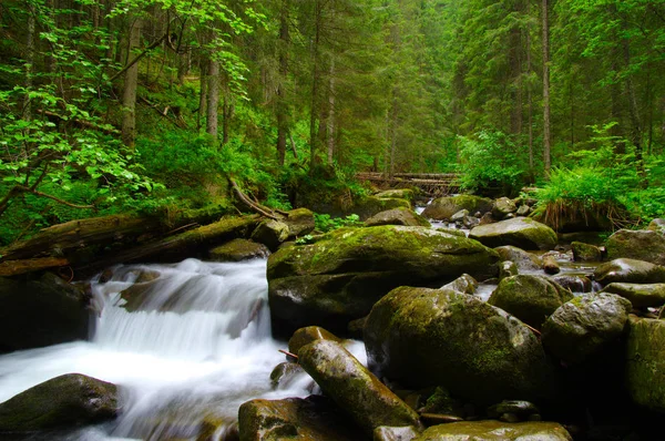 Mountain river in  forest — Stock Photo, Image