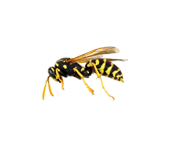 Eşek arısı beyaz üzerine izole — Stok fotoğraf
