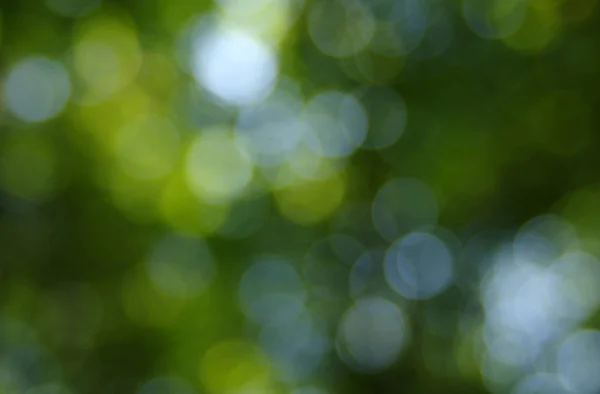 Zelené bokeh pozadí — Stock fotografie