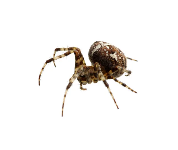 Spinne auf dem weißen — Stockfoto
