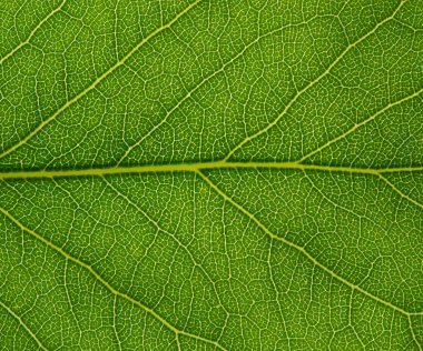 yaprak yeşil doku