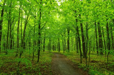 Tarih Pzr yeşil orman 