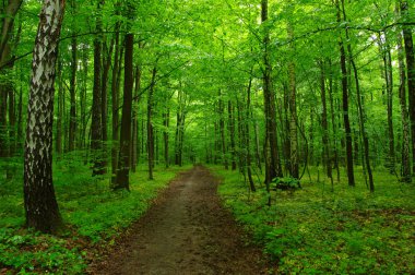 Tarih Pzr yeşil orman 