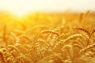  Buğday alan tarih Pzr