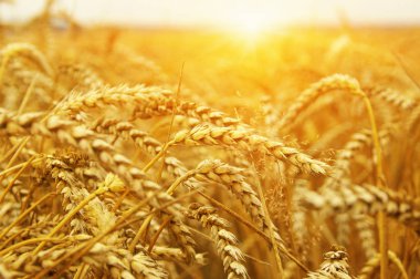  Buğday alan tarih Pzr