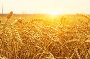  Buğday alan tarih Pzr