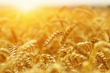  Buğday alan tarih Pzr