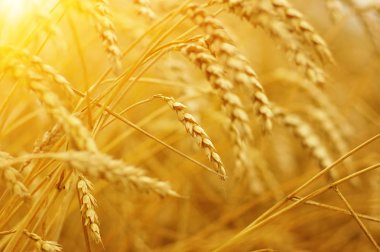  Buğday alan tarih Pzr