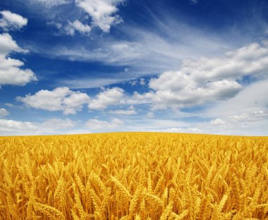 Buğday tarlası ve gökyüzü 