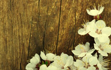 Ahşap üzerine bahar çiçekleri 