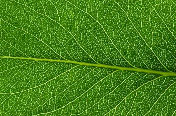 Textura de hoja verde —  Fotos de Stock