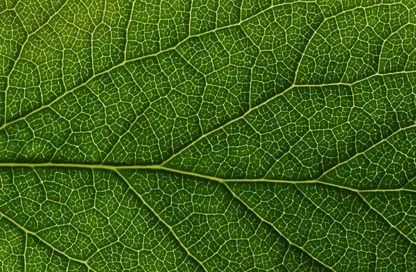 Textura de folha verde — Fotografia de Stock