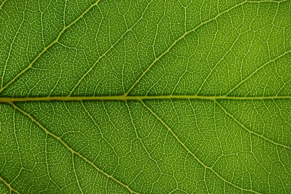 Textura de folha verde — Fotografia de Stock