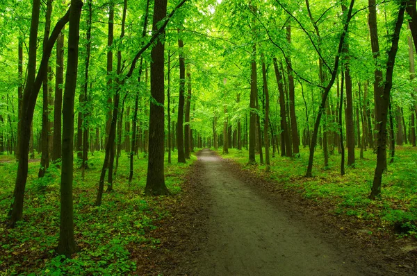 Floresta verde ao sol — Fotografia de Stock