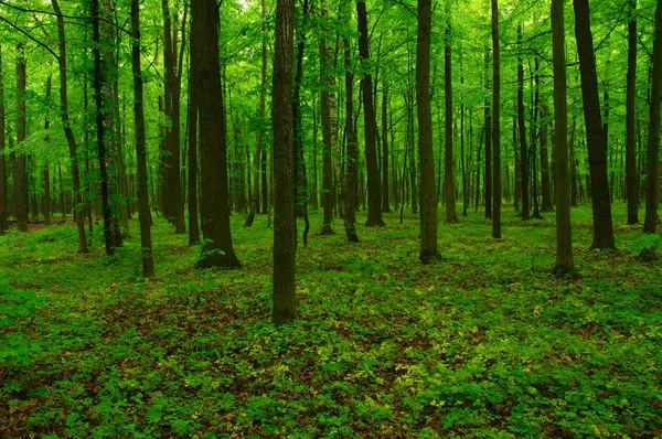 Vacker grön skog — Stockfoto