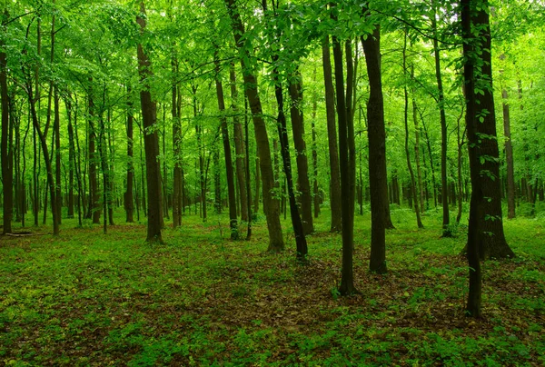 Vacker grön skog — Stockfoto