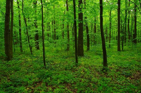 Bela floresta verde — Fotografia de Stock