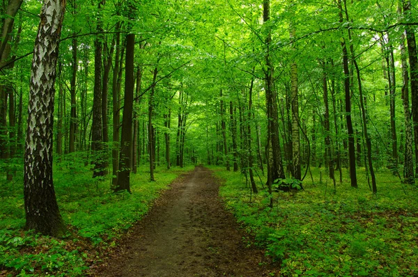 Floresta verde ao sol — Fotografia de Stock