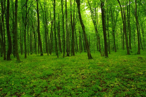Bela floresta verde — Fotografia de Stock