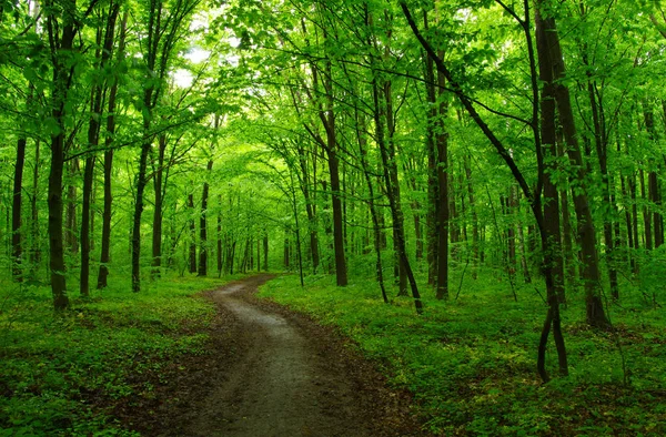 太陽の緑の森 — ストック写真