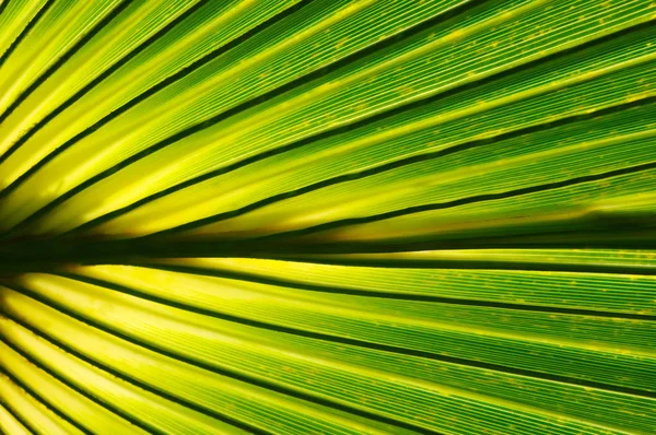 Verano plantas verdes — Foto de Stock