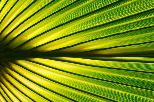 Verano plantas verdes — Foto de Stock