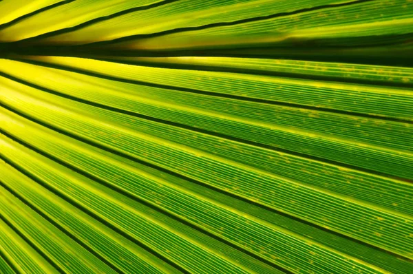 Verano plantas verdes — Foto de Stock