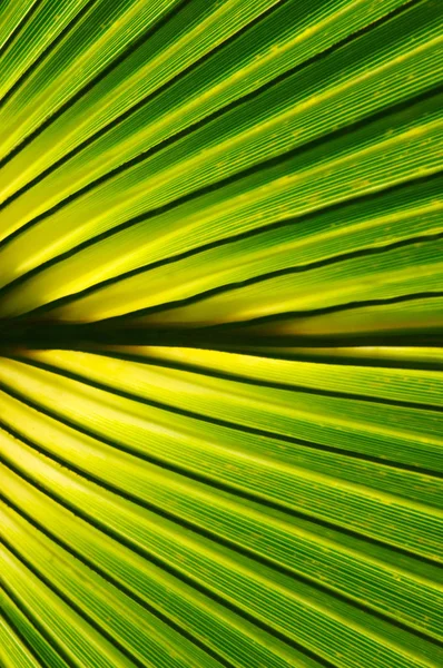 Verano plantas verdes — Foto de Stock