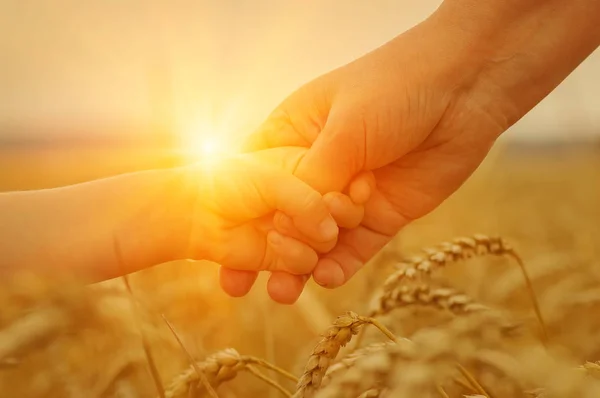 Руки матери и дочери на солнце — стоковое фото