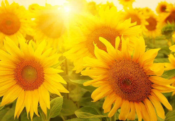 Sonnenblumen und Sonne — Stockfoto