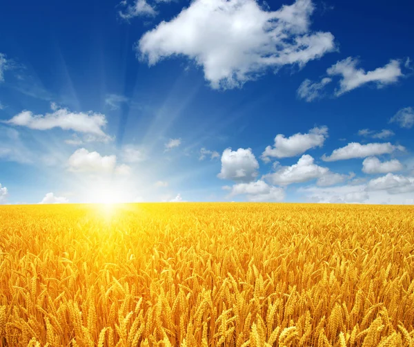 Wheat field and sun — Stock Photo, Image