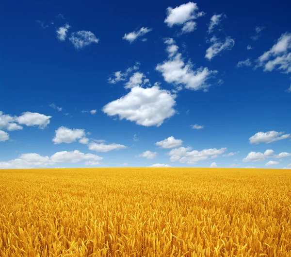 Campo de trigo y cielo — Foto de Stock