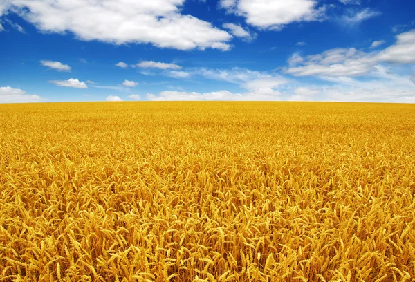 Campo de trigo y cielo — Foto de Stock