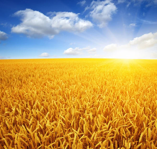 Pšeničné pole a slunce — Stock fotografie