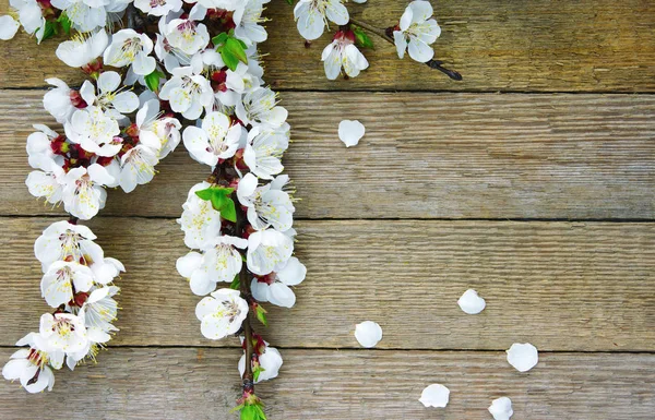 Spring blossoms on wood — Stock Photo, Image