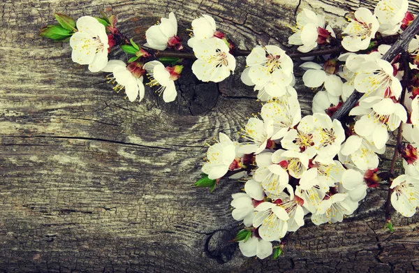 Spring blossoms on wood — Stok Foto