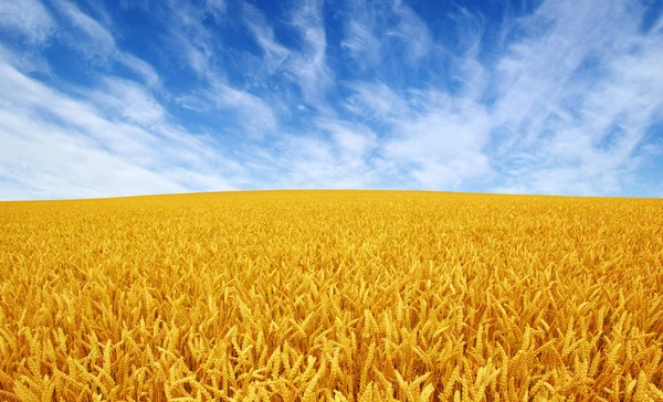 Campo de trigo y cielo — Foto de Stock